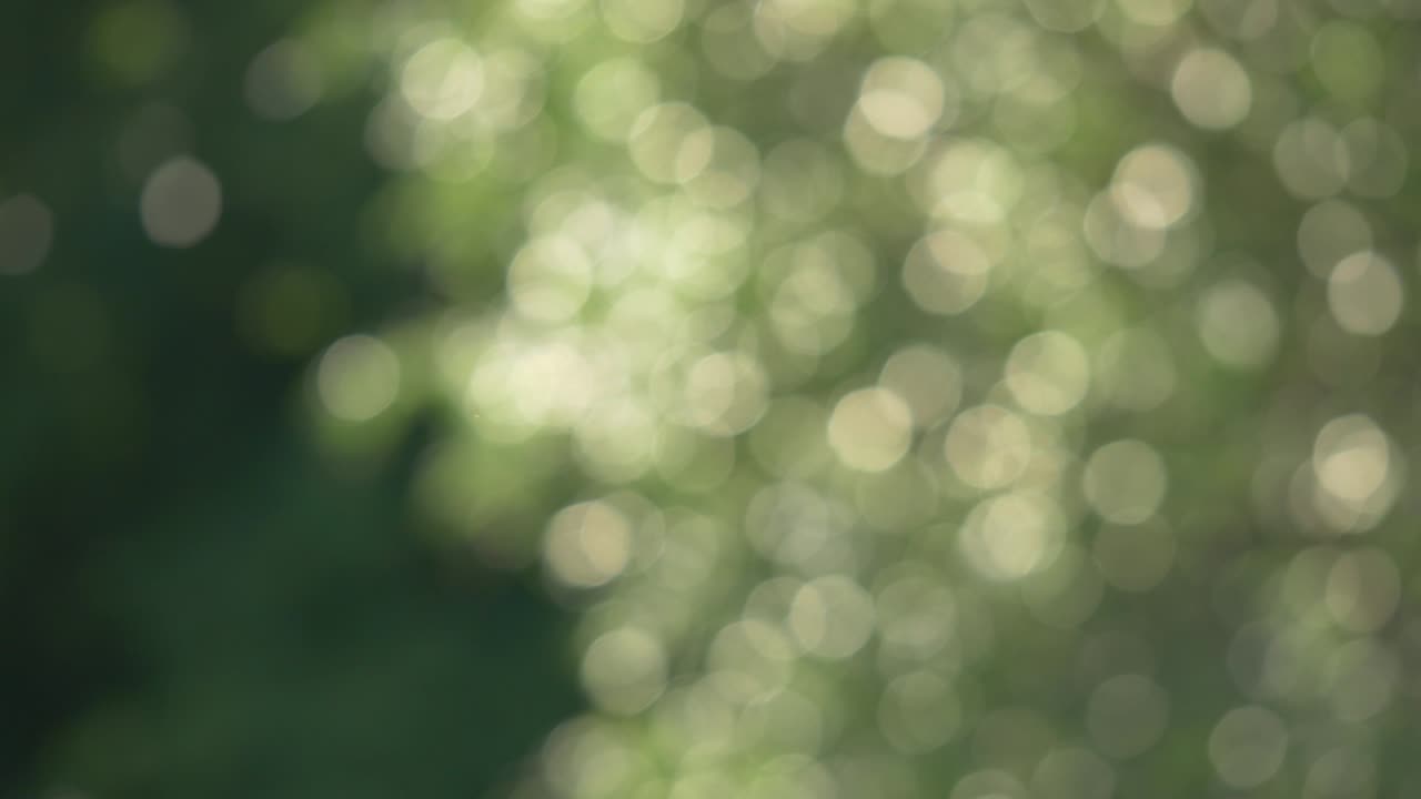 Abstract moving green tree defocused background with light soft tints in bokeh