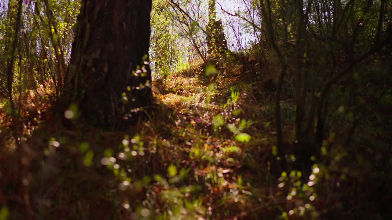 La luce del sole filtra tra gli alberi della foresta autunnale. Il fogliame risplende in tonalità calde e dorate. Il muschio ricopre il sottobosco, denso e intessuto. Le ombre danzano sotto i tronchi imponenti. La scena evoca calma e serenità.
