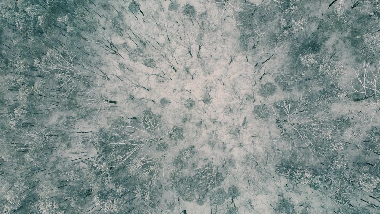 Vista aerea dall'alto di foresta invernale innevata
