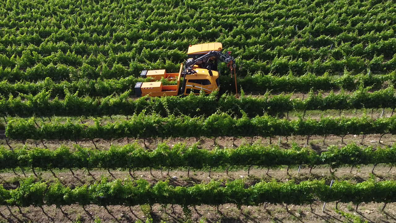 un agricultor conduciendo un tractor y trabajando en las estrechas filas de viñedos verdes en las colinas de toscana, italia