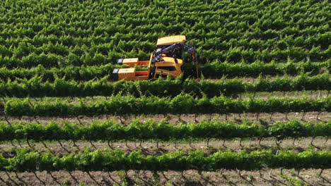 un agricultor conduciendo un tractor y trabajando en las estrechas filas de viñedos verdes en las colinas de toscana, italia