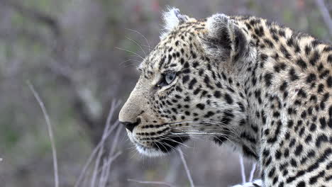 side close-up of face of female leopard on the lookout in south africa