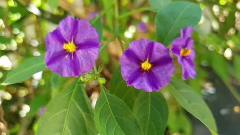 Flor-De-Copa,-Nierembergia---Bonita-Violeta-Con-Rayas-De-Color-Púrpura-Intenso-Flores-Con-Follaje-Verde