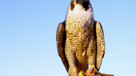 falcon eagle perching on mans hand