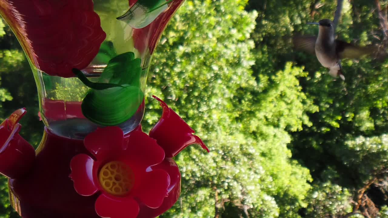 un pequeño colibrí con plumas blancas y negras se cierne alrededor de un comedero para pájaros en cámara lenta, tomando bebidas y eventualmente volando