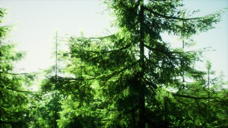 green cone trees in bright sun light