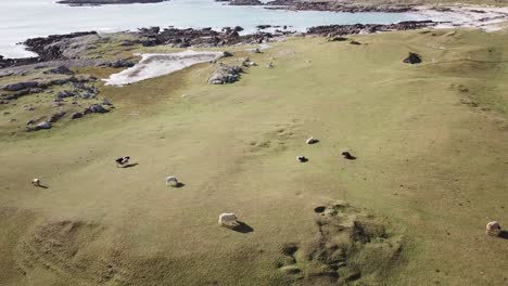 Neigung-Nach-Unten:-Irland,-Connemara-Felder-Neben-Dem-Atlantik-Mit-Rinderfressendem-Gras