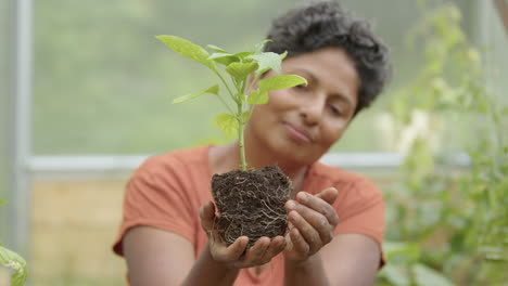 autosuficiencia: una planta de pimiento joven se balancea hacia la composición central
