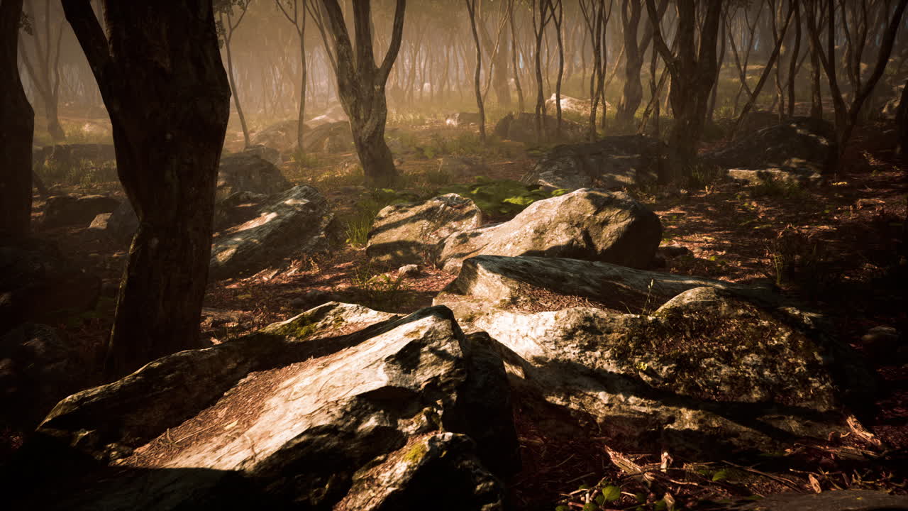 rayos de sol en un bosque en una mañana brumosa