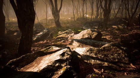 sunrays in a forest on a hazy morning