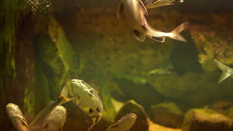 Catfish-swimming-around-in-group-underwater