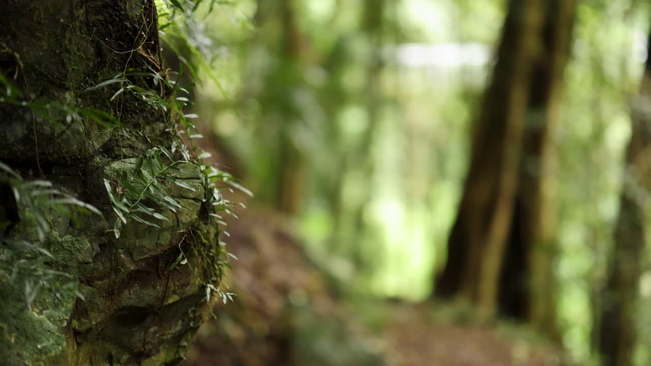 정글 숲의 장면