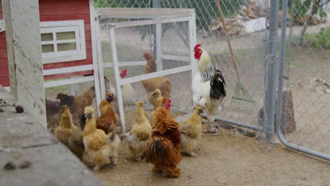 leghorn, rhode island, orpington, faverolle chickens huddling together in a chicken coup walking round looking for seeds to snack on