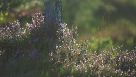 A-pine-tree-stump-surrounded-by-blooming-heather-shrubs-in-summer-tundra