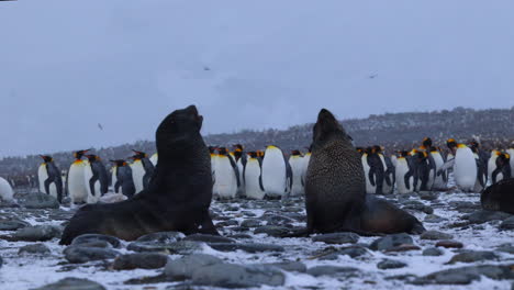 Cachorros-De-Lobo-Marino-Juegan-Peleando-Con-Pingüinos-Rey-En-El-Fondo,-Georgia-Del-Sur