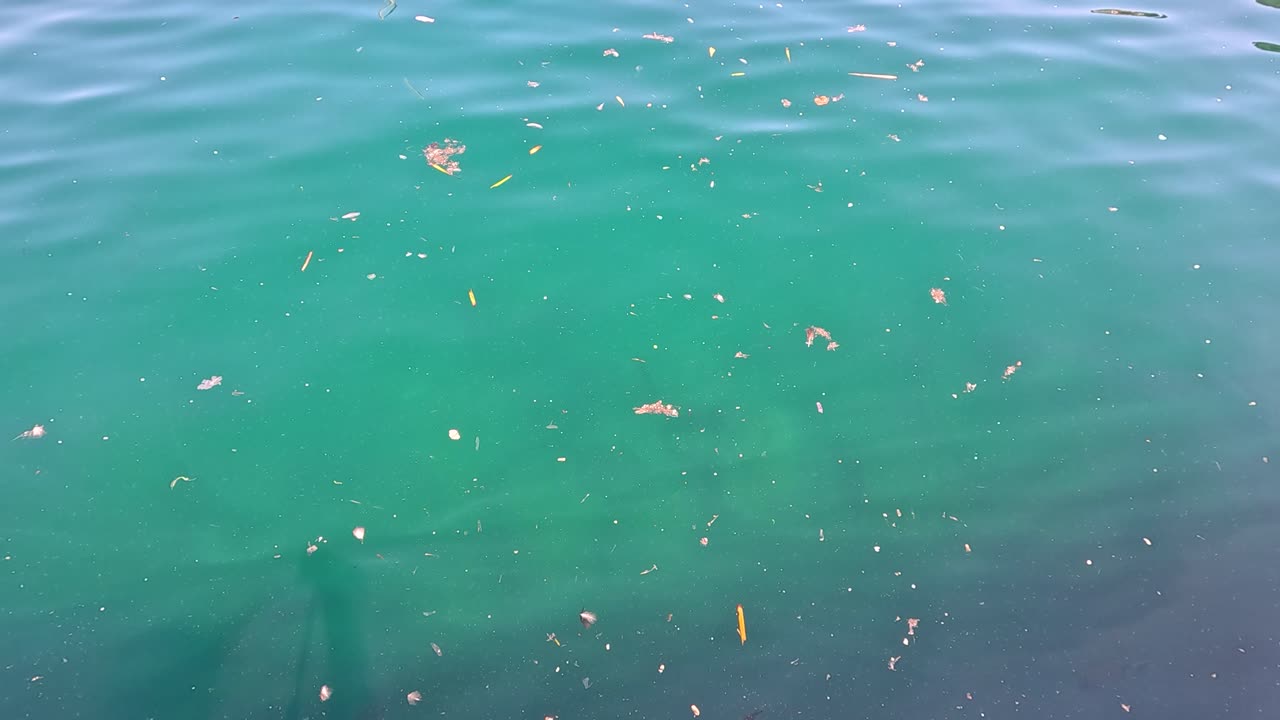 몬테카를로의 녹색 물 위에 떠다니는 잔해