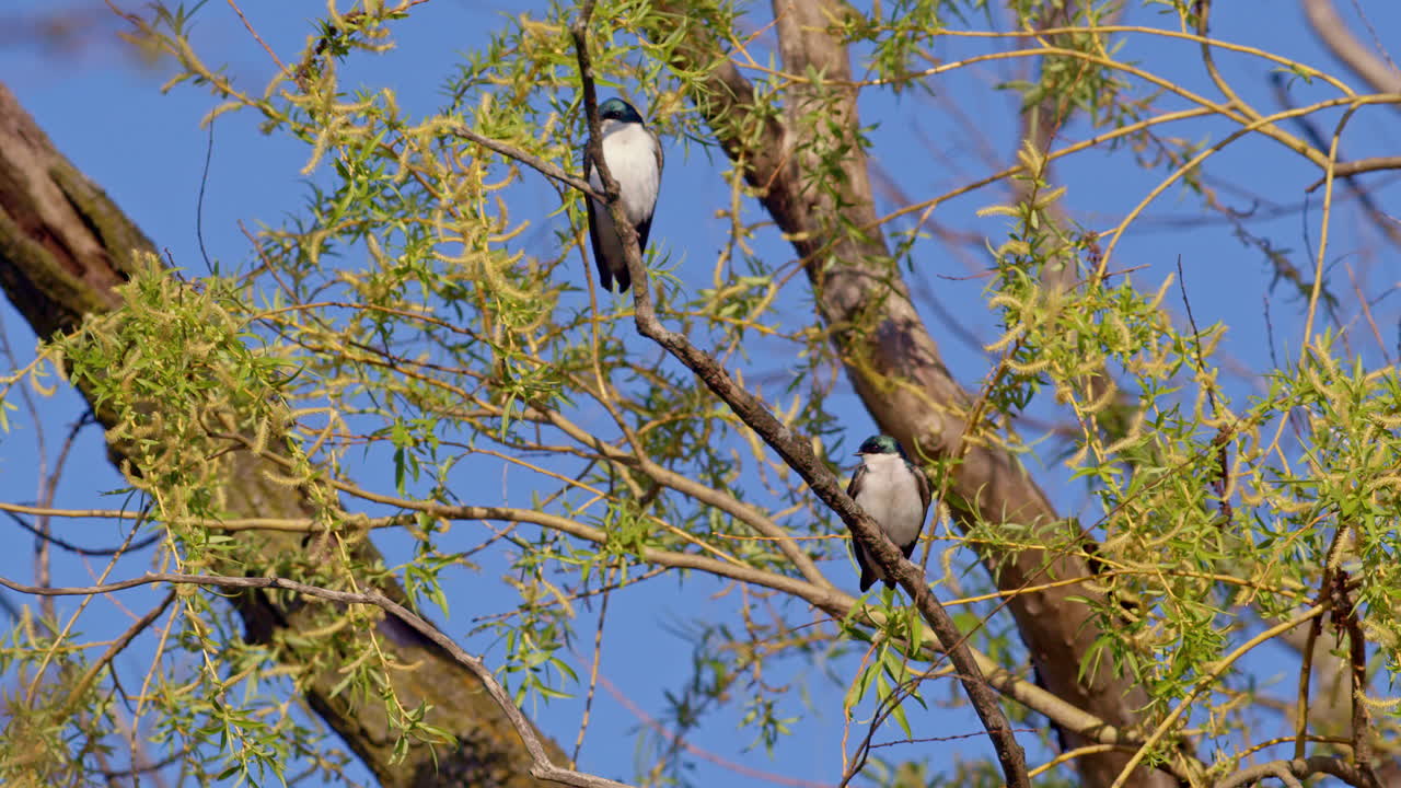 Two purple martins sit on willow limb on wonderful spring morning