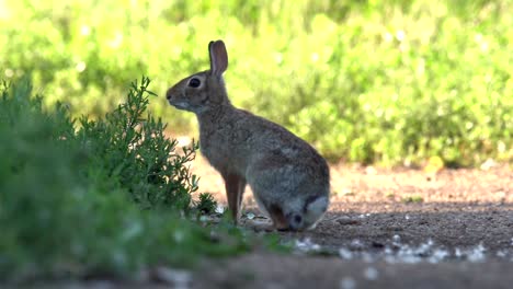 Mountain-Cottontail-jumping-in-slow-motion