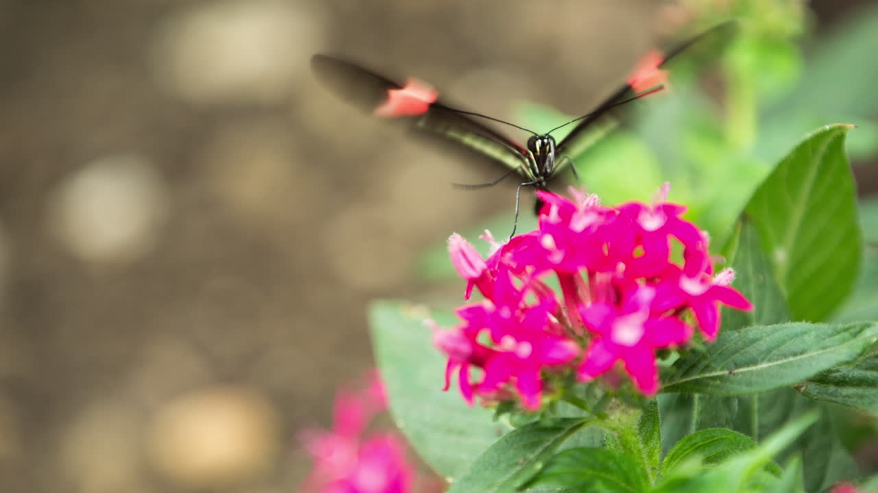 Macro Farfalla 39