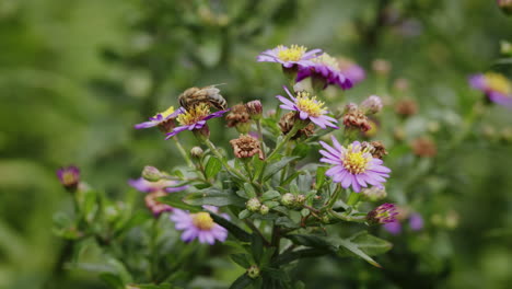 abeja de miel tomando néctar de la flor de aster en el jardín