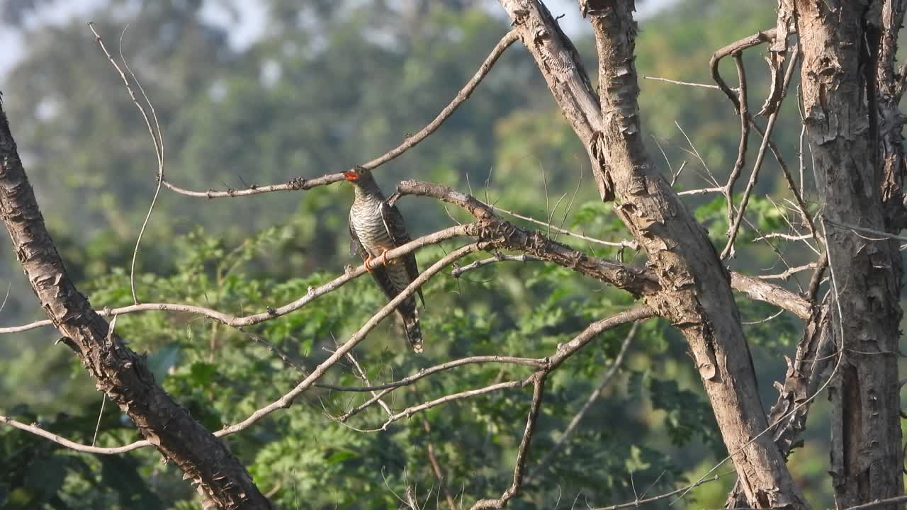 Aquila di Giava che si rilassa su un albero