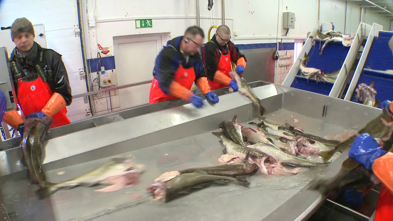 los hombres trabajan cortando y limpiando pescado en una línea de montaje en una fábrica de procesamiento de pescado 6