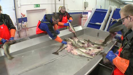 men work cutting and cleaning fish on an assembly line at a fish processing factory 6