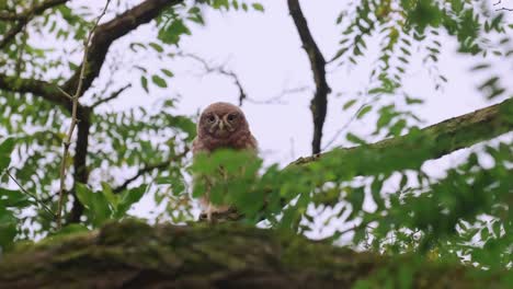 young owl resting on branch before flying off