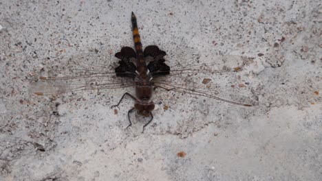 Big-dragonfly-lands-on-concrete