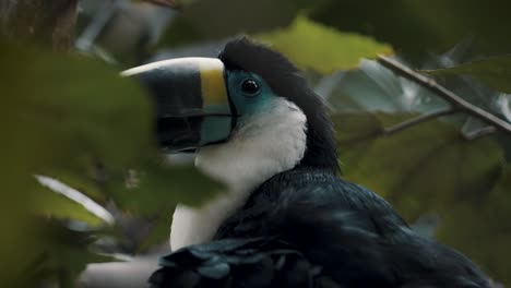 Channel-billed-Toucan-Sitting-In-Tree-Branch-Behind-Green-Leaves-In-Southern-Brazil