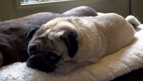 hank el pug descansando en una cómoda cama para perros