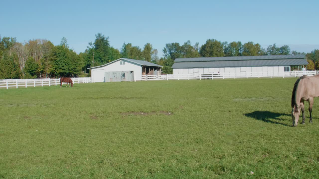 caballos comiendo hierba en una granja