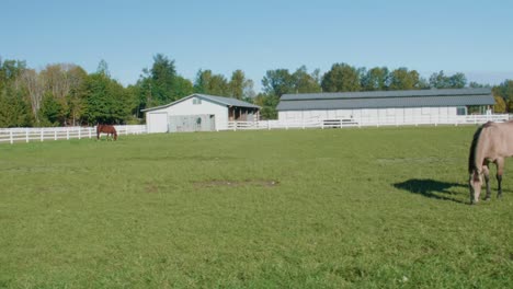 horses eating grass on a farm