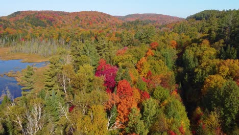 Autumn-Forest-Trees-In-Vibrant-Fall-Colors-In-Montreal,-Quebec,-Canada