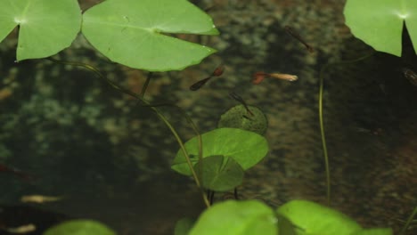 Guppy-Fische-Schwimmen-In-Einem-Gartenteich