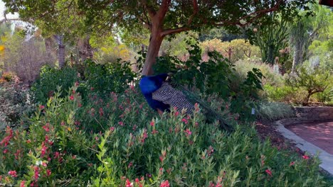 Wunderschöner-Pfau,-Der-Sich-Im-Arboretum-Und-Botanischen-Garten-In-Los-Angeles-Reinigt