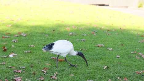 un ibis busca comida en la hierba