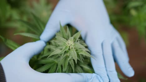 cannabis plant cultivation. researching cannabis for use in medicine, collecting data. hemp oil research. marijuana production.