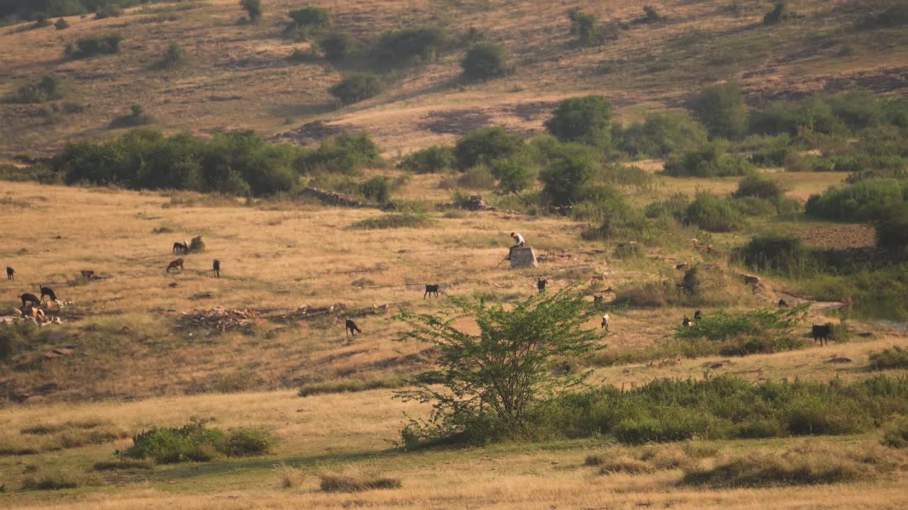 Distant shot of a goats grazing grass with its shepherd resting in rural india