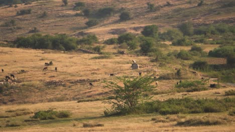 distant shot of a goats grazing grass with its shepherd resting in rural india