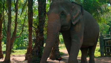 Imágenes-De-Un-Elefante-Asiático-De-Cerca.