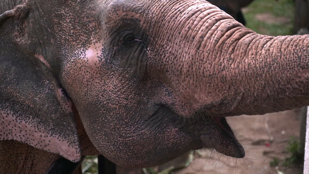 elefante asiático en cautiverio poniendo comida en su boca repetidamente con la trompa