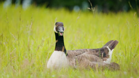 un'oca canadese in un campo