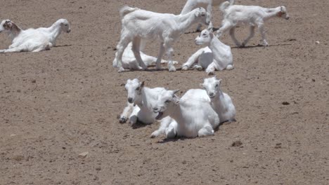 Vista-De-Las-Cabras-Macheras-Locales-Mientras-Varios-Bebés-Yacían-Juntos-En-La-Tierra