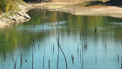 Old-Rotten-Poles-Over-Calm-Lake-In-Eagle-Hollow,-Arkansas,-USA