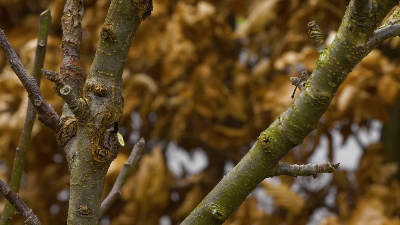 Pruning an apple tree early spring, signs of rot and disease on apple tree, adult male hand working on a cloudy day