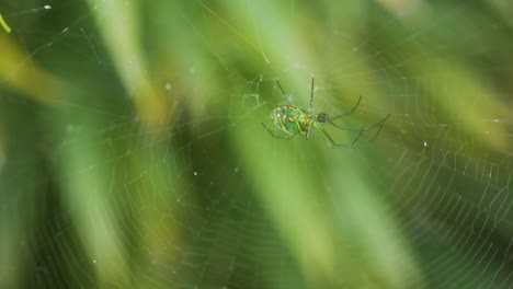 Araña-Verde-Con-Manchas-Naranjas,-Colgando-En-Su-Telaraña,-Con-Un-Fondo-Vegetal-Verde-Borroso