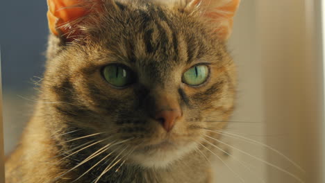 close up of gray tabby cat with mesmerizing green eyes, fur patterns and shiny whiskers. soft, natural, warm cinematic light. cat portrait.