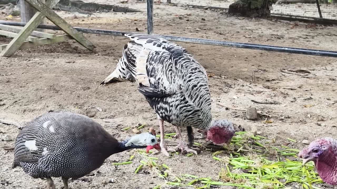 pavos y aves de indias en un corral