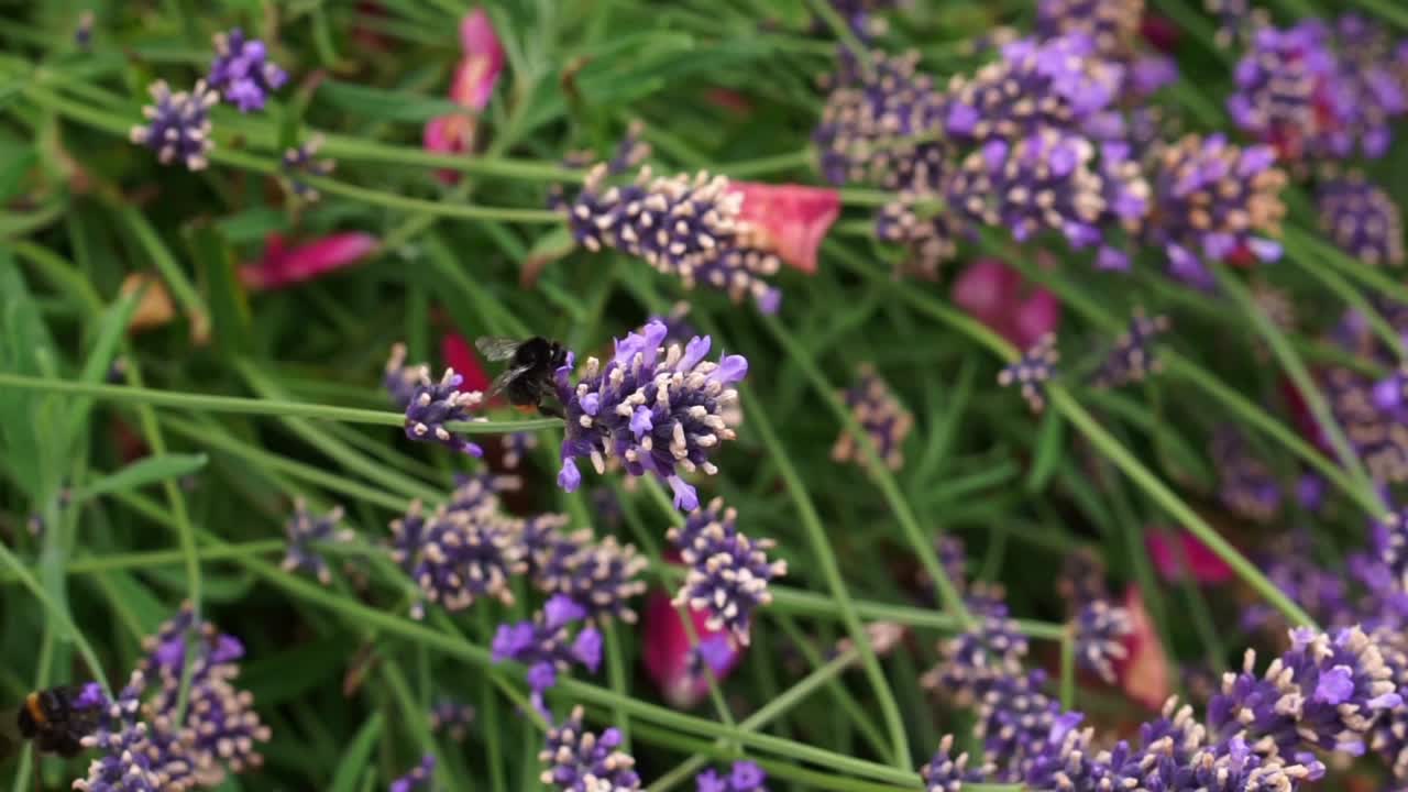 abejorro volando y sentado en la flor de un arbusto de lavanda púrpura, cosechando y polen